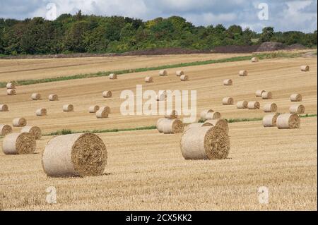 Kreisförmige Strohballen auf einem Feld. Göring von Meer, West Sussex, England. Ende August Stockfoto