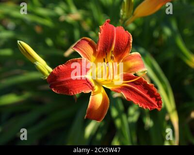 Nahaufnahme einer orangefarbenen Tageslilienblume Stockfoto