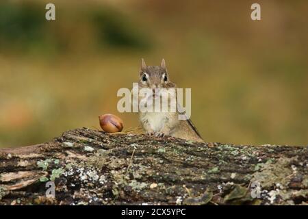 Nette kleine östliche Chipmunk Tamias striatus finden Eicheln im Herbst Stockfoto
