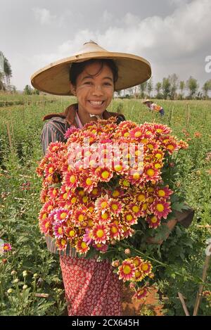 Birmanischer Blumenpflücker, Pyin Oo Lwin. Maymyo, in der Nähe von Mandalay, Burma. Mandalay. MODELL FREIGEGEBEN Stockfoto