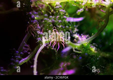 Aiptasia - kleine Anemone und einer der häufigsten Schädlinge In Meerwasseraquarien Stockfoto