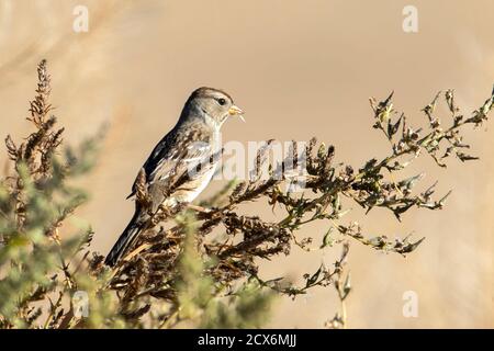 Ein juveniler, weiß gekrönter Sperling, der in einem Busch in der Nähe von Liberty Lake, Washington, thront. Stockfoto