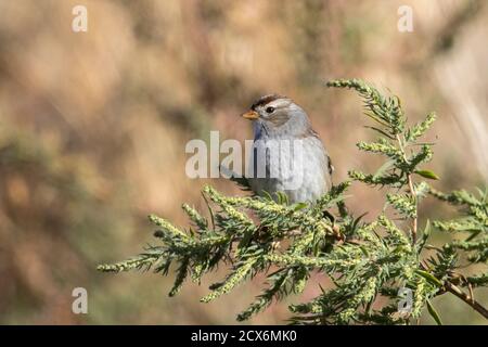 Ein juveniler, weiß gekrönter Sperling, der in einem Busch in der Nähe von Liberty Lake, Washington, thront. Stockfoto