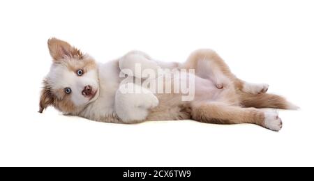 Australian Shepherd Puppy liegt auf dem Rücken auf weißem Hintergrund Stockfoto