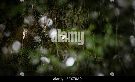 Eine gelbe und schwarze Jorogumo Spider, sitzt auf einem Netz in Kurihama, Japan. Stockfoto