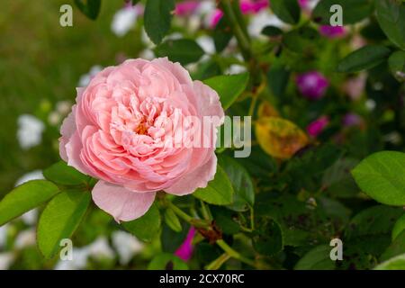 Nahaufnahme Textur Ansicht einer einsamen rosa Kohlrose (rosa centrenfolia) Blüht in voller Blüte in einem sonnigen Ziergarten Stockfoto