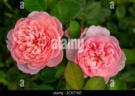 Nahaufnahme Textur Ansicht der schönen rosa Kohlrose (rosa centrenfolia) Blüht in voller Blüte in einem sonnigen Ziergarten Stockfoto