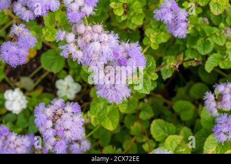 Nahaufnahme der Vollformat-Texturansicht von zartem Lila ageratum (ageratum houstonianum) blüht in einem sonnigen Ziergarten Stockfoto