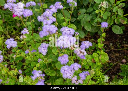 Nahaufnahme der Vollformat-Texturansicht von zartem Lila ageratum (ageratum houstonianum) blüht in einem sonnigen Ziergarten Stockfoto
