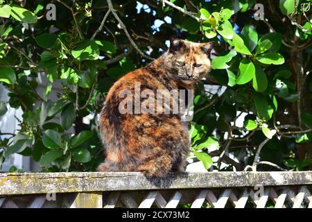 Katze mit rotbraunem Muster sitzt auf verwittertem Holzzaun unter Baum in hellem Licht. Stockfoto