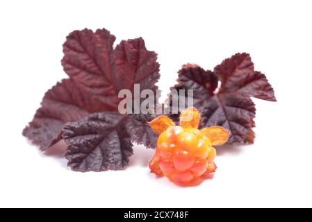 Helle Moltebeeren mit Blättern auf weißem Hintergrund Stockfoto