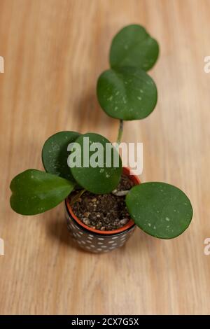 Hoya obovata in einem kleinen Topf auf Holz aus der Sicht Oben Stockfoto