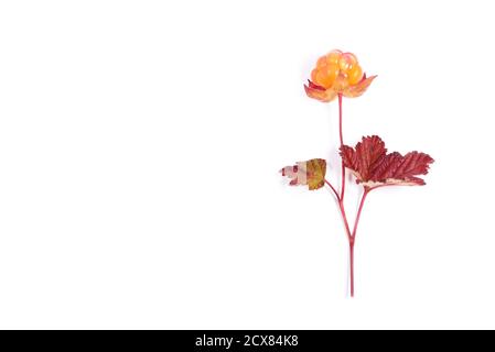 Helle Moltebeeren mit Blättern auf weißem Hintergrund Stockfoto