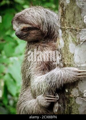 Dreizehen-Faultier, der auf der Isla Bastimentos in Panama den Baum hochklettert. Stockfoto