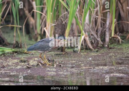 Grüner Reiher Vogel bei Richmond BC Kanada, Stockfoto