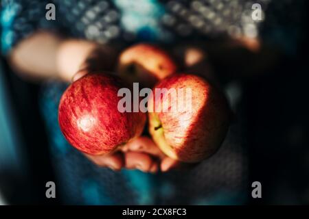 Eine ältere Frau hält rote, reife Äpfel in den Händen Stockfoto