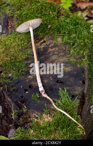 Hymenopellis radicata einschließlich Wurzel Stockfoto