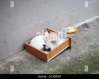 Zwei Katzen schlafen gegen die Wand des Hauses in Ein provisorisches Bett aus ausziehbarer Schublade aus dem Schrank Stockfoto