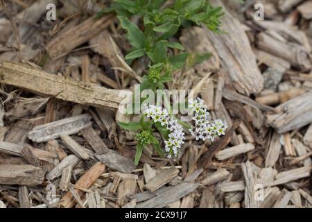 Weiße Blüte, Salz Heliotrope, Heliotropium Curassavicum, Boraginaceae, native Staude, Ballona Süßwasser Marsh, Südkalifornien Küste, Sommer. Stockfoto