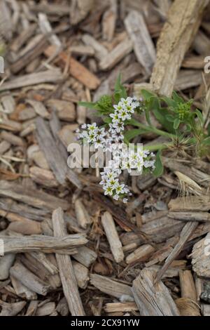 Weiße Blüte, Salz Heliotrope, Heliotropium Curassavicum, Boraginaceae, native Staude, Ballona Süßwasser Marsh, Südkalifornien Küste, Sommer. Stockfoto