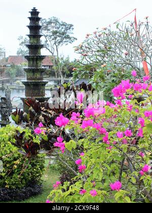 Bougainvillea Pflanze mit Garten und Teich im Hintergrund, Bali, Indonesien Stockfoto