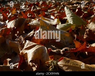 Low-Angle-Ansicht der bunten Herbstblätter auf dem Boden Stockfoto