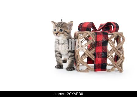 Niedliches Baby tabby Kätzchen sitzt neben einer Dekoration isoliert Auf weißem Hintergrund Stockfoto