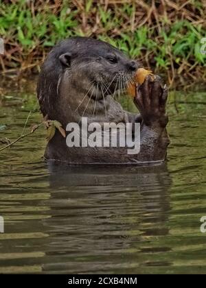 Ein glatt beschichteter Otter genießt seine Fische. Stockfoto