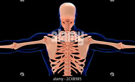 Human Skeleton Anatomie Rückansicht für medizinisches Konzept 3D Illustration Stockfoto