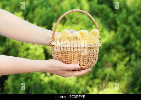 Frau hält Korb mit niedlichen Küken im Freien Stockfoto