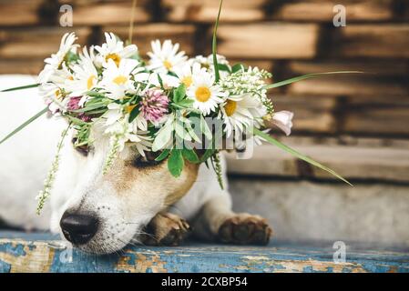 Schöner, romantischer Hund Jack Russel in einem Blumenkranz liegt auf einer Bank Stockfoto