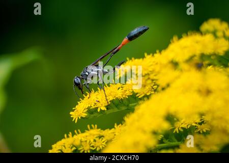 Eine gemeinsame Fadenwaspe (Ammophila procera) ist damit beschäftigt, Goldrutenblüten zu bestäuben. Raleigh, North Carolina. Stockfoto