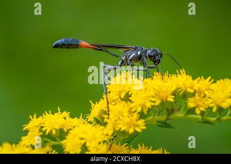 Nahaufnahme einer gemeinsamen Fadenwaspe (Ammophila procera) ist damit beschäftigt, Goldrutenblüten zu bestäuben. Raleigh, North Carolina. Stockfoto