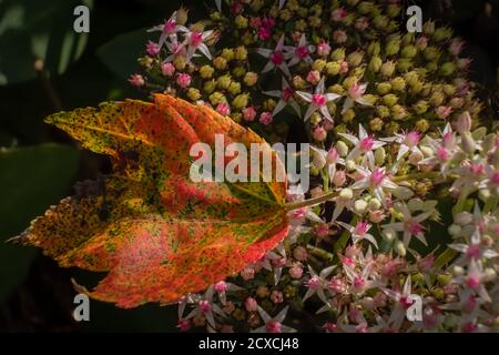 Ein gefallenes rotes Ahornblatt legt zart auf Stonecrop Blumen, Herbst Sonnenuntergang Sorte. Stellt Herbstsaison dar. Stockfoto
