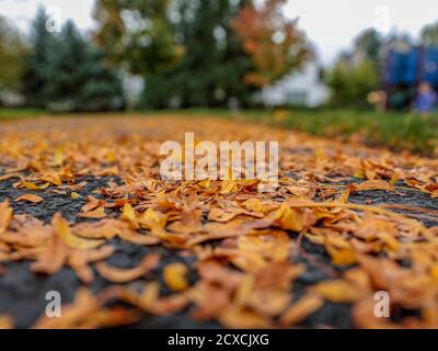 Blick auf gelbe Blätter auf einem dunklen nassen Asphalt Stockfoto