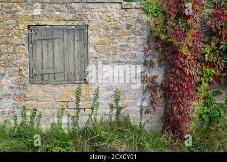 Parthenocissus quinquefolia. Virginia Kriechgang mit einer alten quadratischen Holztür an einer cotswold Steinmauer. Taynton, Cotswolds, Oxfordshire, England Stockfoto