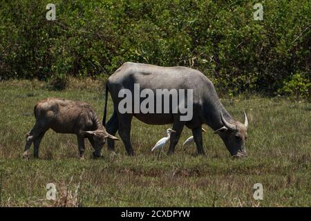 Wasserbüffel und Kalb in Koh Yao Noi Thailand Stockfoto