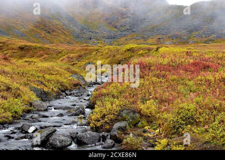 Ein Bach fließt durch eine alpine Wiese in Alaskas Talkeetna Mountains. Stockfoto