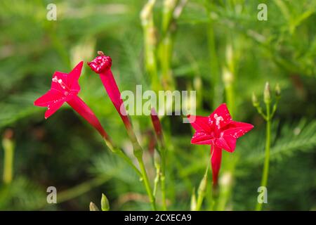 Schöne Blume Hintergrund rosa Blume Stern Blume Hintergrund Bild Stockfoto