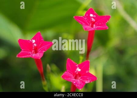 Schöne Blume Hintergrund rosa Blume Stern Blume Hintergrund Bild Stockfoto