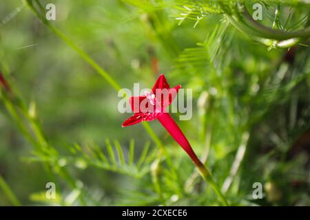 Schöne Blume Hintergrund rosa Blume Stern Blume Hintergrund Bild Stockfoto