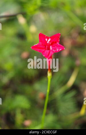 Schöne Blume Hintergrund rosa Blume Stern Blume Hintergrund Bild Stockfoto