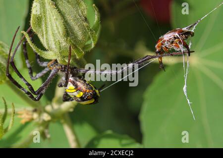 Wunderschöne Spinne, Spinne, die Insekt frisst und im Netz sitzt, Spinne in asis Stockfoto