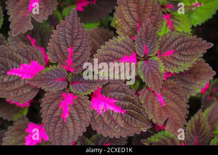 Schöne Blätter, mehrfarbige Blätter rosa, lila und grüne Farbe Blätter wachsen Im Garten Stockfoto