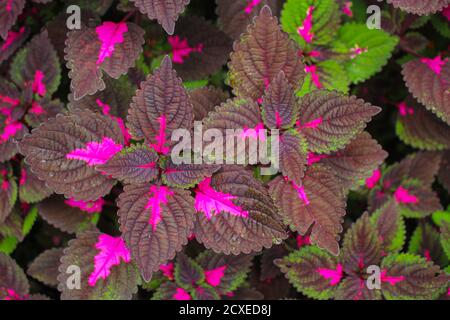 Schöne Blätter, mehrfarbige Blätter rosa, lila und grüne Farbe Blätter wachsen Im Garten Stockfoto