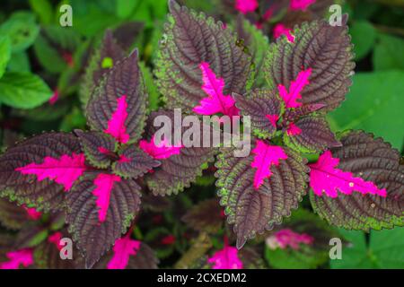 Schöne Blätter, mehrfarbige Blätter rosa, lila und grüne Farbe Blätter wachsen Im Garten Stockfoto