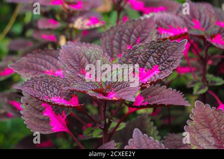 Schöne Blätter, mehrfarbige Blätter rosa, lila und grüne Farbe Blätter wachsen Im Garten Stockfoto