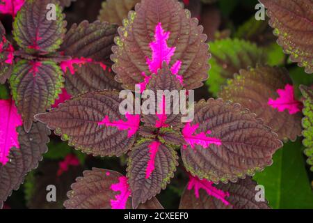 Schöne Blätter, mehrfarbige Blätter rosa, lila und grüne Farbe Blätter wachsen Im Garten Stockfoto