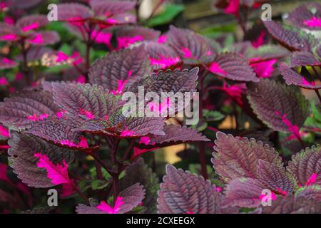 Schöne Blätter, mehrfarbige Blätter rosa, lila und grüne Farbe Blätter wachsen Im Garten Stockfoto