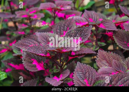 Schöne Blätter, mehrfarbige Blätter rosa, lila und grüne Farbe Blätter wachsen Im Garten Stockfoto